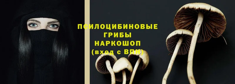 Галлюциногенные грибы мицелий  купить закладку  Александров 